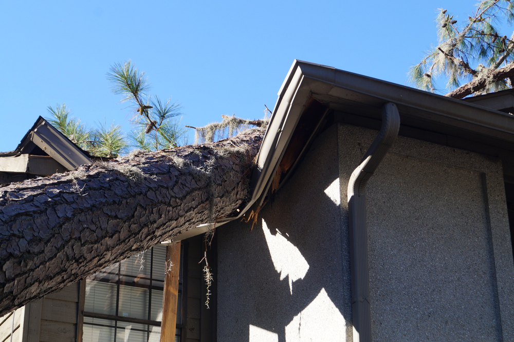 A fallen tree damages the roof of a house